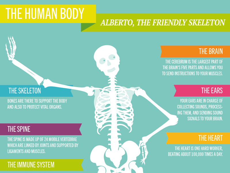 Infografik Human Body