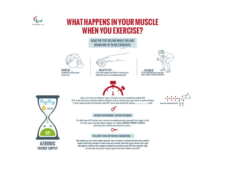 Infografik Muscle Power